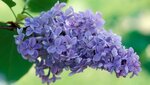 lilas-o-syringa-1280x720x80xX.jpg