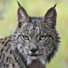 Lince